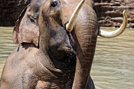 Trips + Giggles Favorite Places: The Los Angeles Zoo